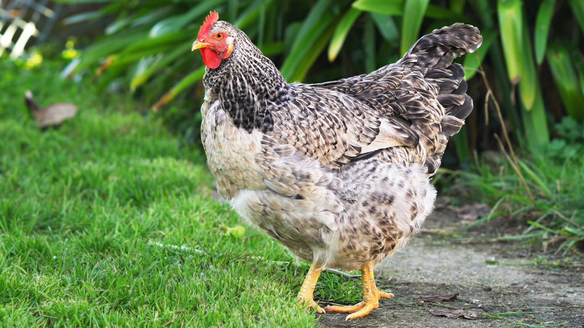 Happy chickens